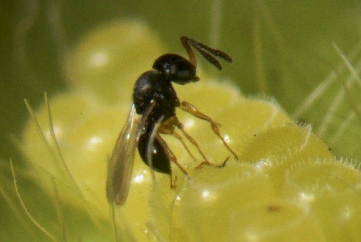 Macroparasitóides: A Nova Fronteira no Controle de Percevejos na Soja