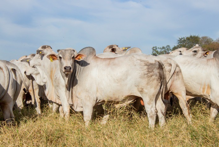 Trouw Nutrition Apresenta Estratégias Nutricionais para a Estiagem na 39ª Expoari