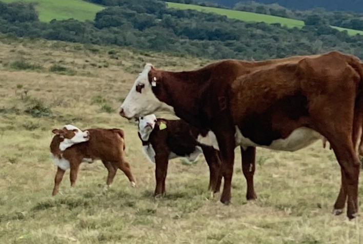 Atenção ao Carrapato Bovino: Cuidados Necessários Mesmo Durante o Inverno