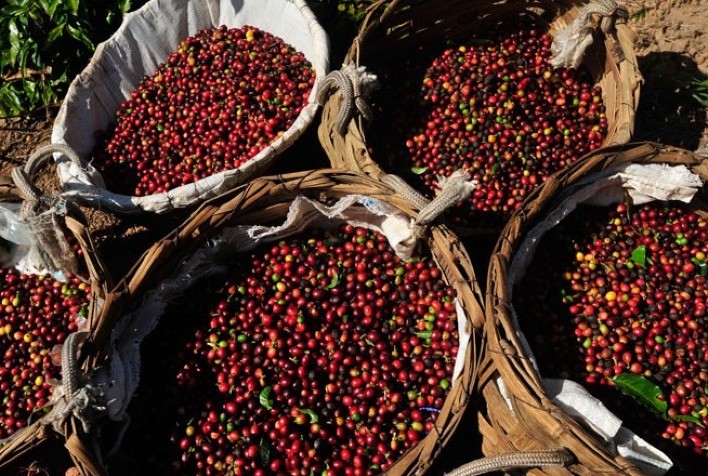 Café: Indonésia pode ter uma safra maior, mas 24/25 ainda aponta para déficit global