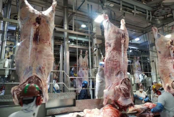 Frigoríficos Mantêm Estabilidade no Abate e Mercado do Boi Gord o Mostra Movimentos Lateralizados