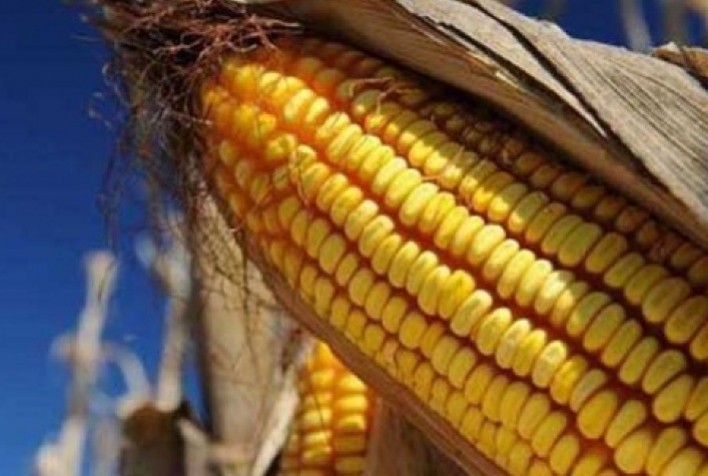 Mercado de Milho no Brasil Apresenta Movimentação Lenta