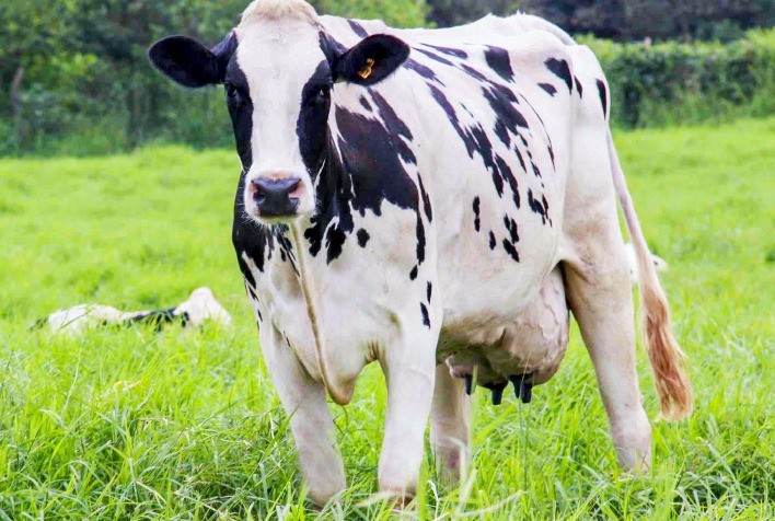 Governo de SC Inicia Pagamentos do Financia Leite SC e Implementa Medidas de Proteção ao Setor Lácteo