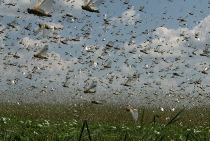 Argentina Declara Emergência por Infestação de Gafanhotos