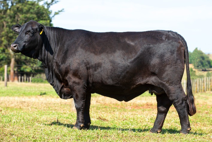 Brangus Sta Cruz Leiloará Cotas das Principais Matrizes do Sumário Genômico Natura 2024