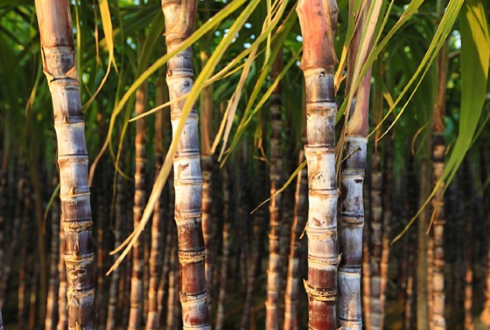 Defensivos Agrícolas Protegem Produtores de Cana-de-Açúcar contra Broca