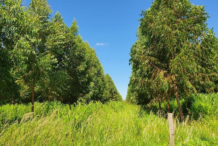 ILPF: Avanços na Qualidade do Solo do Cerrado Através da Integração Lavoura, Pecuária e Floresta