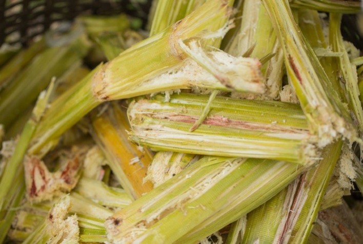 Estudo Avalia Valor Nutricional da Casca da Cana-de-Açúcar para Ruminantes