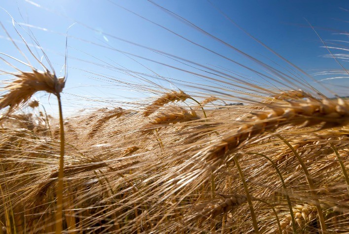 Produção de Trigo na França Deve Encolher para 26 Milhões de Toneladas