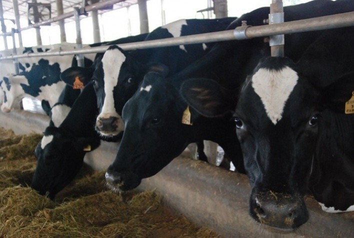 Frísia Atinge Produção Recorde de 1 Milhão de Litros de Leite por Dia