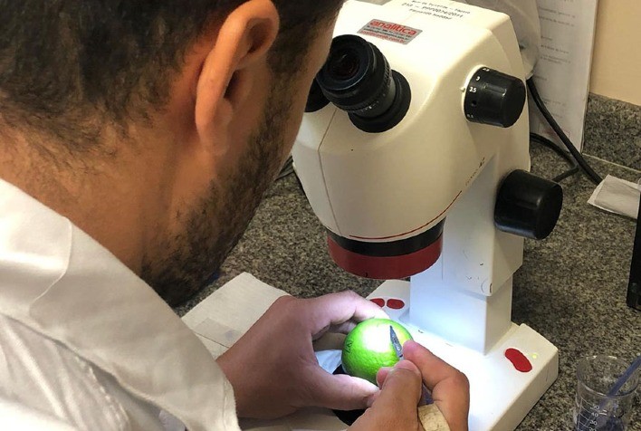 Laboratório na Bahia Facilita Exportação de Limão Tahiti para a União Europeia