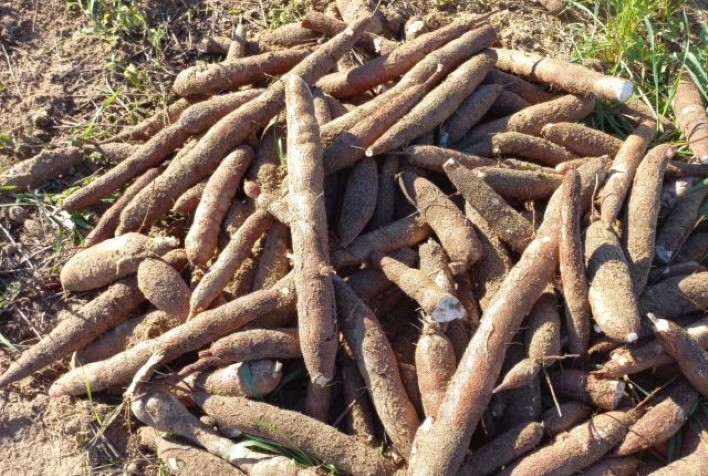 Santa Catarina: Novas variedades de mandioca prometem alta produtividade para a próxima safra