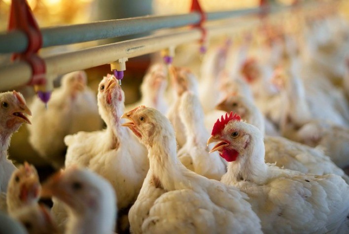Preço do frango ao consumidor permanece estável e fecha primeiro semestre com menor valor de 2024