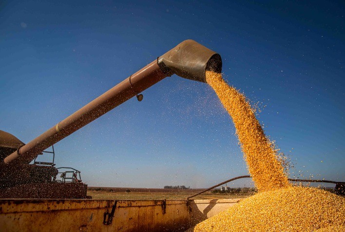 Clima Favorável Impulsiona Colheita do Milho no Paraná, mas Produtividade Decepciona