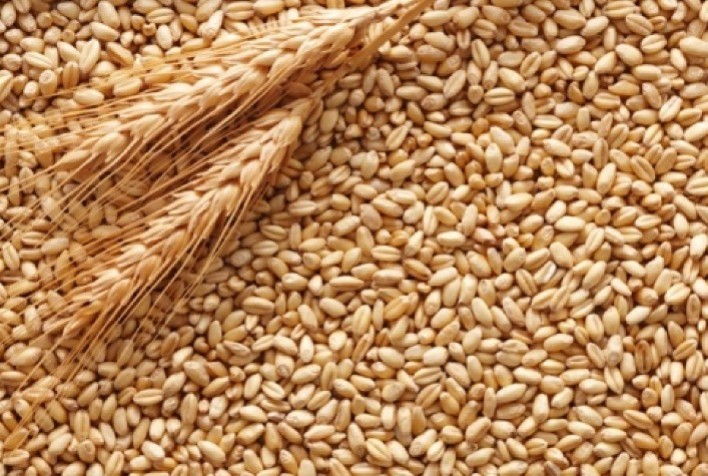 Futuros de Trigo Recuam nos EUA com Avanço da Colheita e Clima Favorável