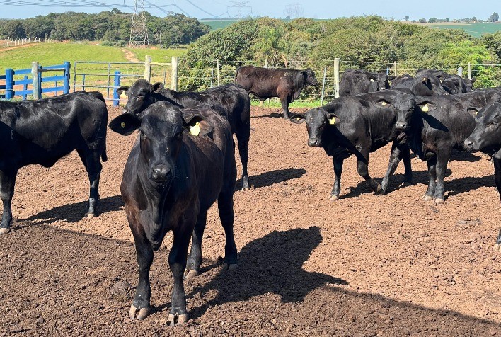 Prova Inédita Avalia Eficiência Alimentar em Fêmeas Brangus com 41 Animais