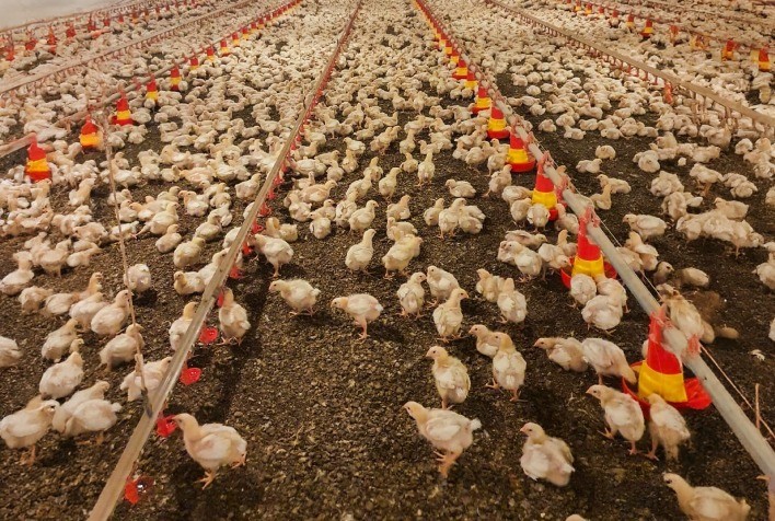 Expansão no Uso de Cama de Aves para Fertilizantes Orgânicos