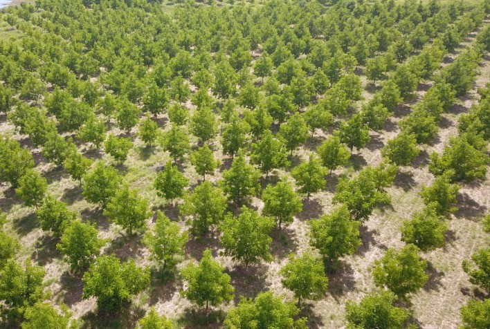 A Importância da Irrigação na Qualidade e Produtividade de Pomares de Pecan é Destaque em Live do IBPecan