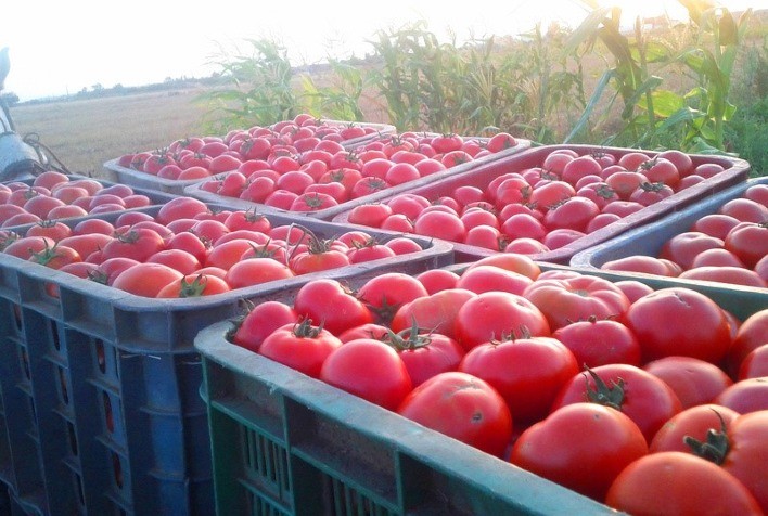 Impactos do La Niña na Produção de Hortifruti no Nordeste Brasileiro