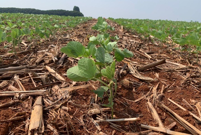 SEEDCORP|HO Lança Cinco Novas Cultivares de Soja com Tecnologia de Ponta