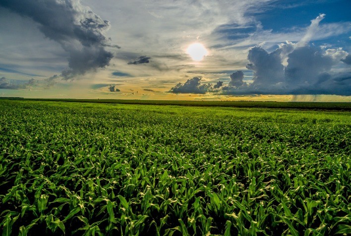Sempre Agtech Apresenta Inovações no Congresso Andav 2024: Novos Híbridos de Milho e Avanços em Biológicos