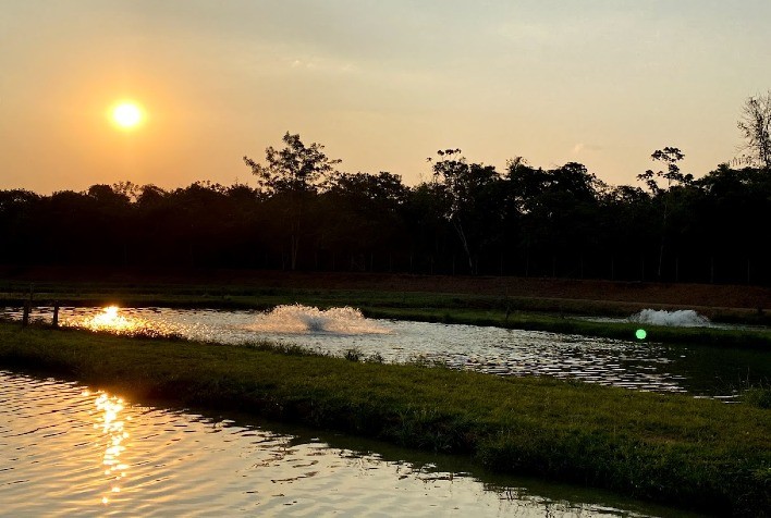 Paraná: Potencial para Piscicultura em Mais da Metade do Estado