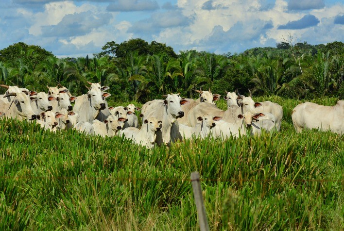 Certificação de Touros em Fertilidade Impulsiona Resultados na Pecuária de Corte