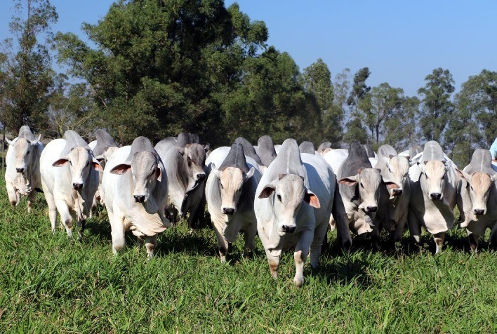 Fazenda Sant’anna Celebra 35º Leilão e 50 Anos de Seleção de Bovinos