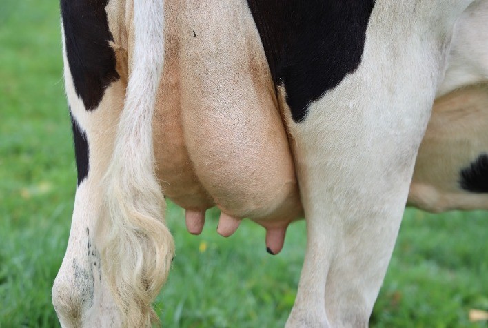 Desafios da Produtividade no Setor Leiteiro: Mastite e Seus Impactos