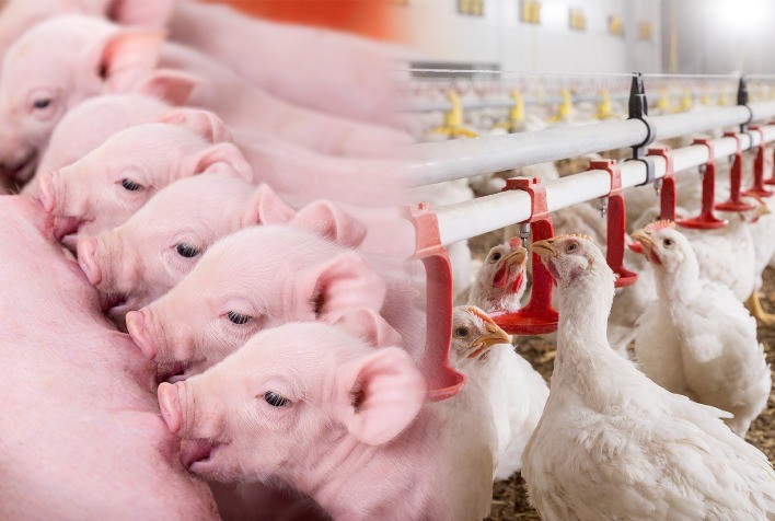 SIAVS 2024: Trouw Nutrition Apresenta Inovações em Tecnologias para Bem-Estar e Controle Bacteriano na Avicultura e Suinocultura