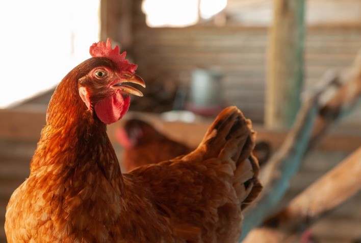 Governo de Goiás prorroga preventivamente situação de emergência para Influenza Aviária por mais 180 dias