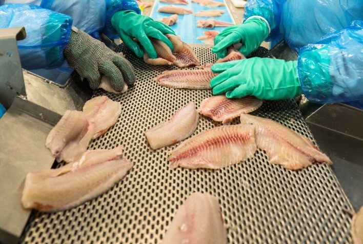 Piscicultura Brasileira Registra Semestre Positivo e Perspectivas Promissoras para o Futuro