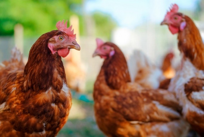 Mapa Declara Fim do Período de Emergência Zoossanitária para a Doença de Newcastle no Rio Grande do Sul