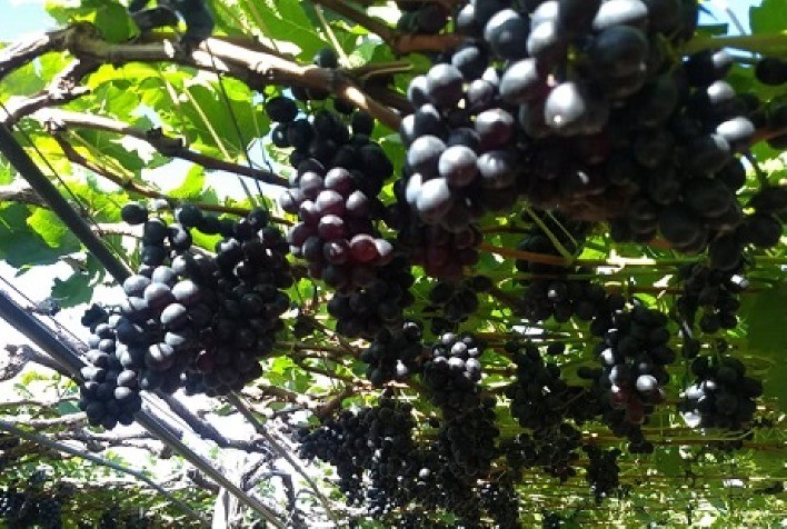 Rentabilidade da Uva Negra Sem Semente Permanece Positiva, Mas Sinais de Ajuste no Mercado