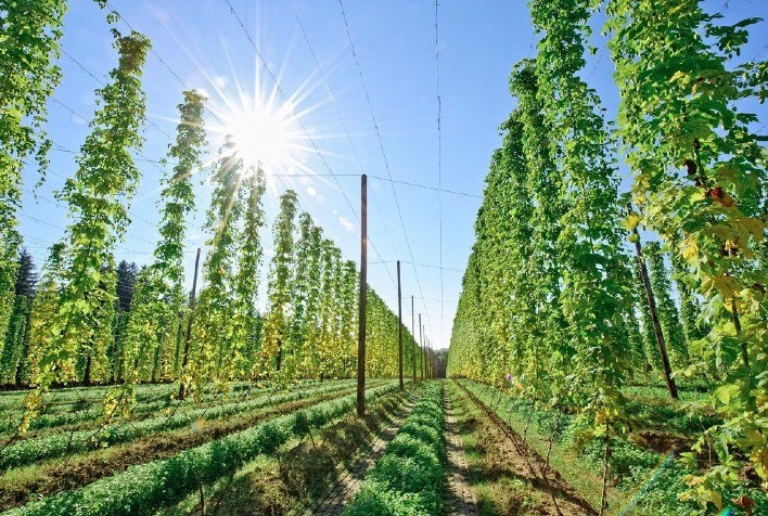 Revolução Tecnológica no Cultivo de Lúpulo Garante o Futuro da Cerveja