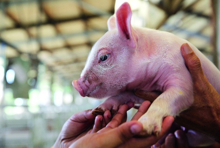 Cargill Introduz LivaPig: Nova Solução para a Reprodução Suína