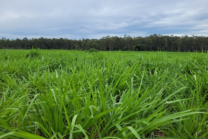 Maximize a Rentabilidade na Pecuária com o Manejo Eficiente das Pastagens