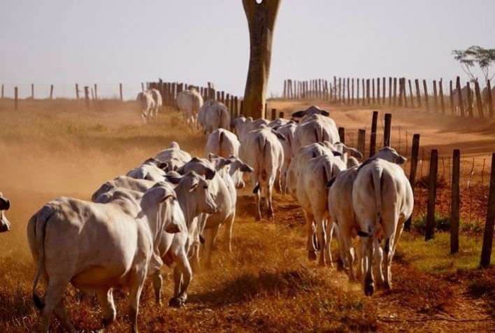 Avanços no Melhoramento Genético: Equipe do PMGZ Visita Propriedades do Grupo Tab G4 em São Paulo