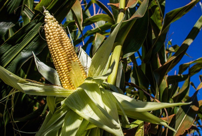 Onda de Calor Pode Reduzir Safra de Milho na Ucrânia em 6 Milhões de Toneladas