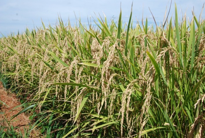 USDA Projeta Produção de Arroz do Brasil em 10,882 Milhões de Toneladas para 2024/25
