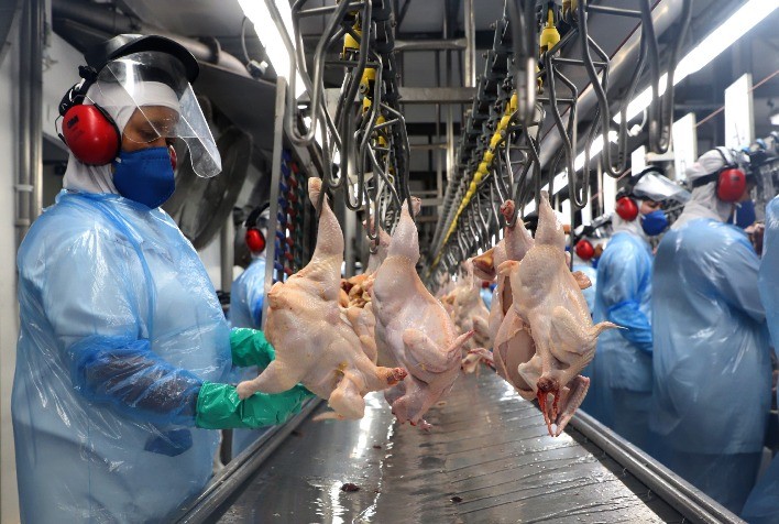 Aumento na Demanda Impulsiona Preços do Frango e Eleva Exportações em Agosto
