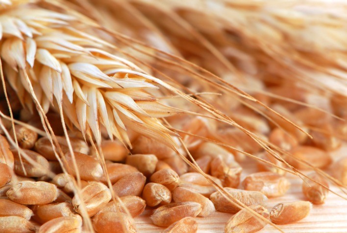 Brasil Revoluciona a Produção de Biocombustíveis com Usina de Etanol de Trigo