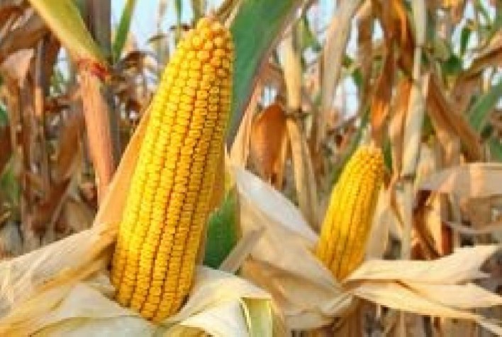 Nova Tecnologia Herbicida Revoluciona Controle de Plantas Daninhas no Milho