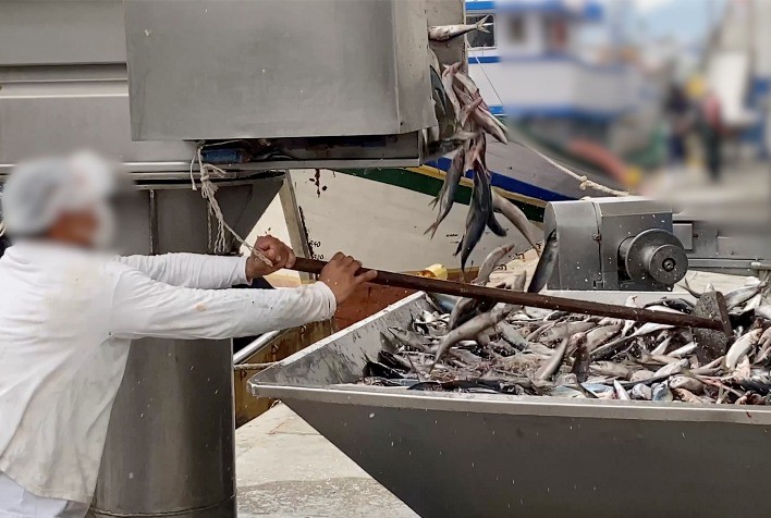 Denúncias de Pesca de Tainha em Período de Reprodução Alarmam Ministério Público e Ibama