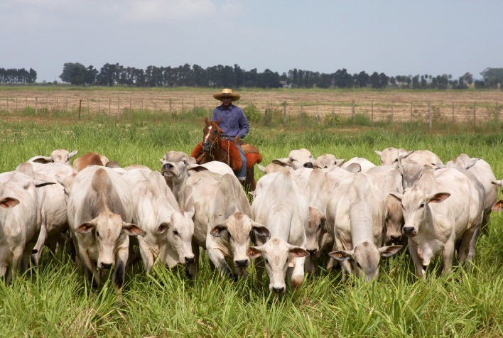 Leilão da Marca CV Nelore Mocho Fatura R$ 3,97 Milhões com Comercialização de 360 Animais
