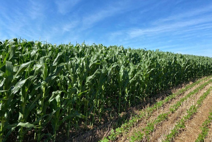 Paraná destaca-se no Agronegócio Nacional e Global