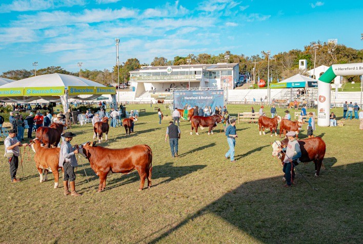 Expointer 2024: Hereford e Braford Ampliam Representação no Evento