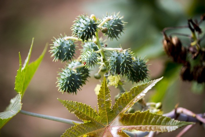 Boas Práticas na Colheita e Secagem Garantem Alta Qualidade da Mamona
