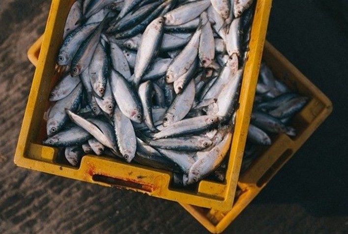 Aquicultura no Brasil: Desafios e Oportunidades para um Setor em Expansão