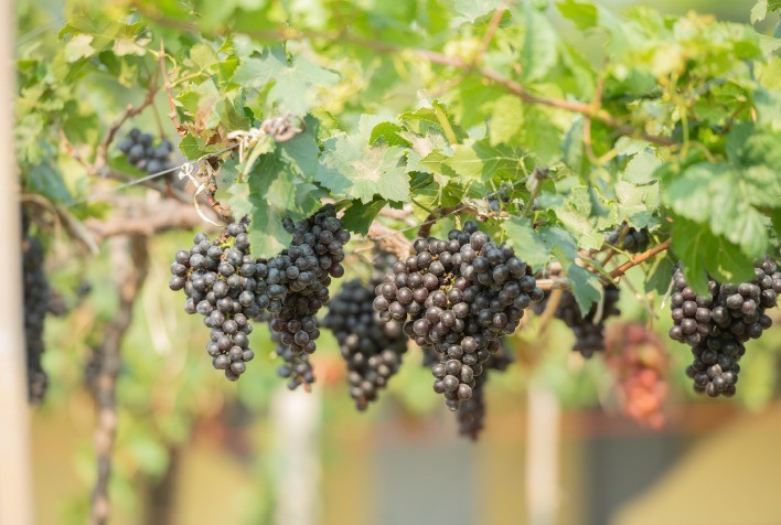 Tratores Compactos Facilitam Manobras em Parreiras Estreitas e Impulsionam a Produção de Uvas